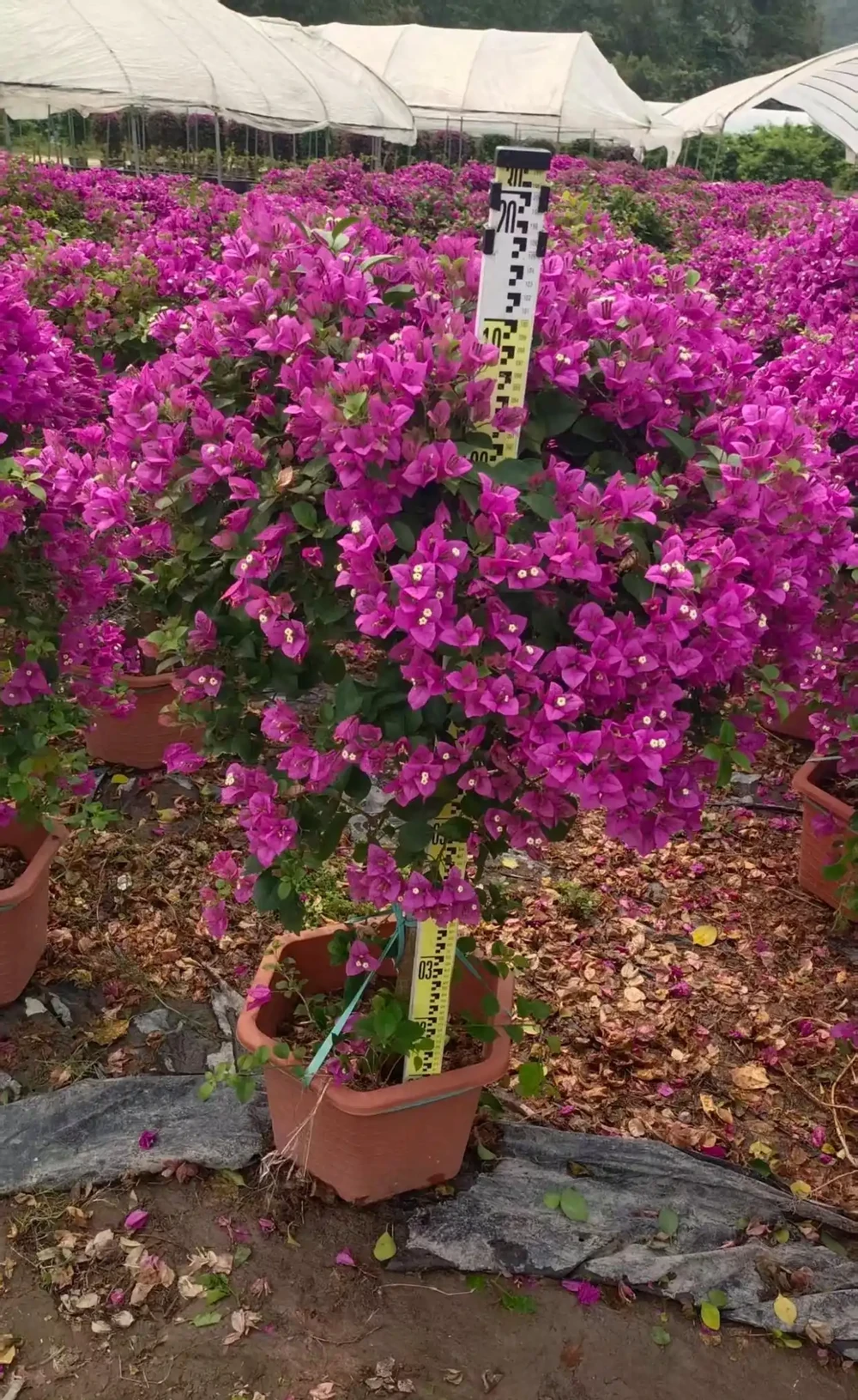花色豔麗開花期長，耐熱好養可塑性強三角