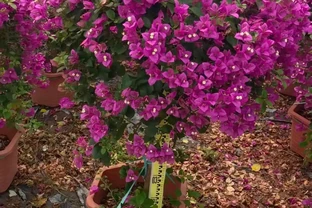經典觀賞花木九重葛花姿爛漫 南北皆宜栽植造景效果極佳