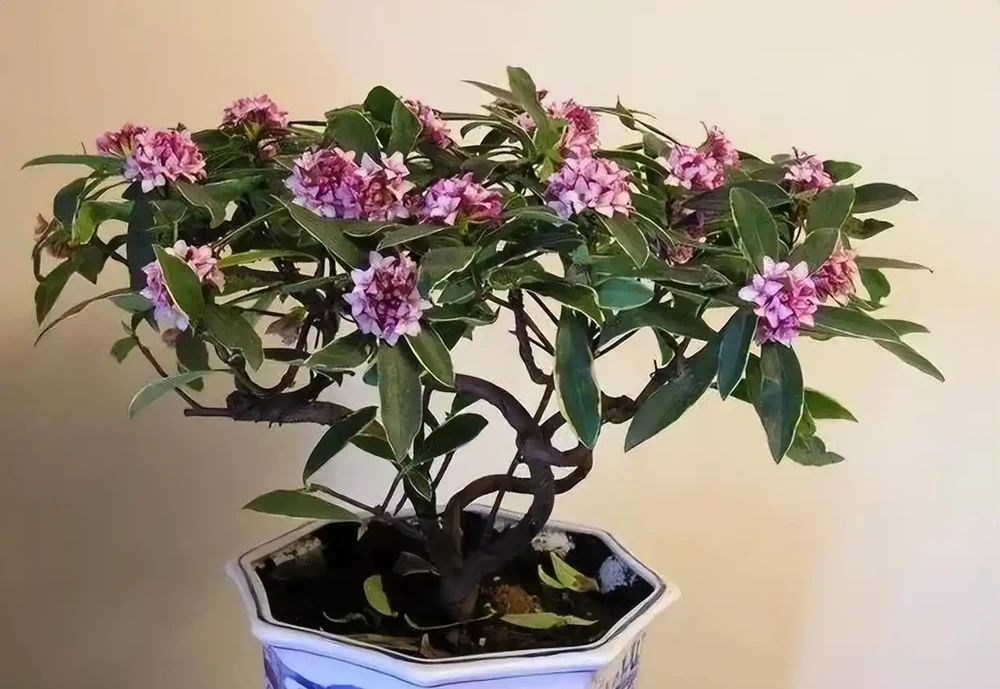 密恐慎入！家裡花盆長滿「噁心蟲」？別急著扔！教你一招土辦法，不用農藥也能滅光光，安全又省心