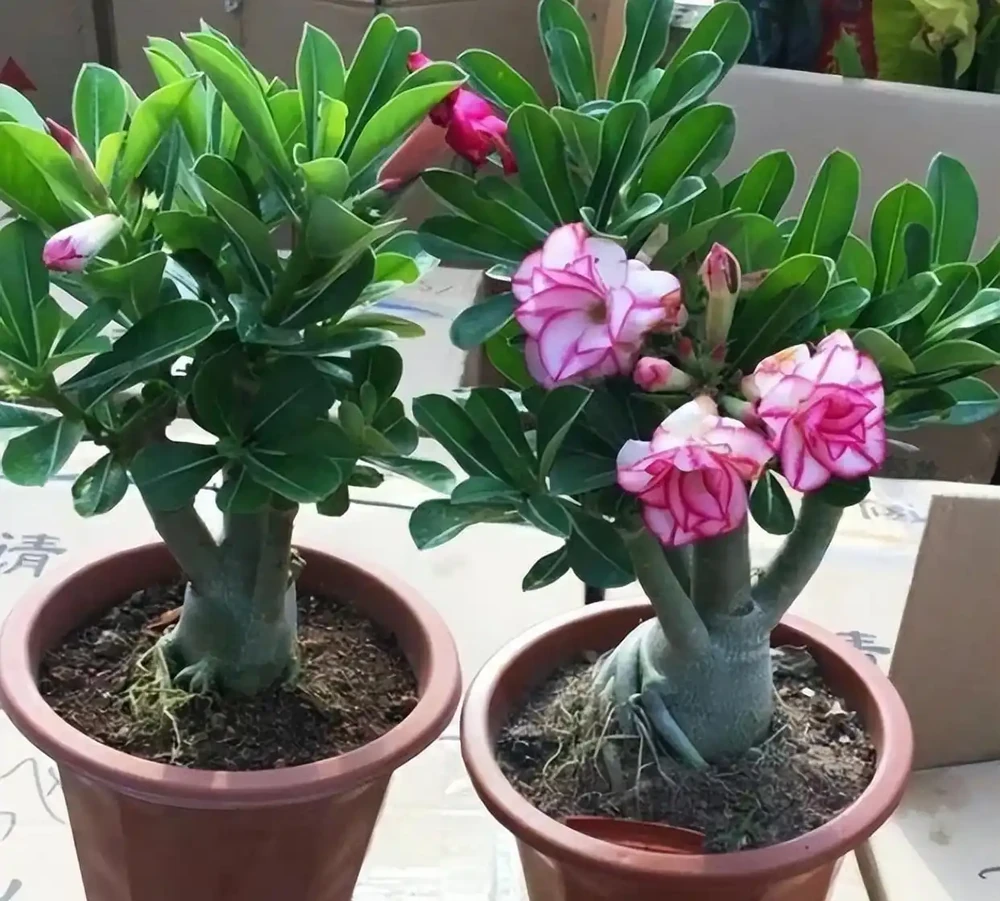 密恐慎入！家裡花盆長滿「噁心蟲」？別急著扔！教你一招土辦法，不用農藥也能滅光光，安全又省心