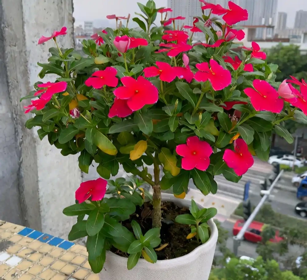 密恐慎入！家裡花盆長滿「噁心蟲」？別急著扔！教你一招土辦法，不用農藥也能滅光光，安全又省心