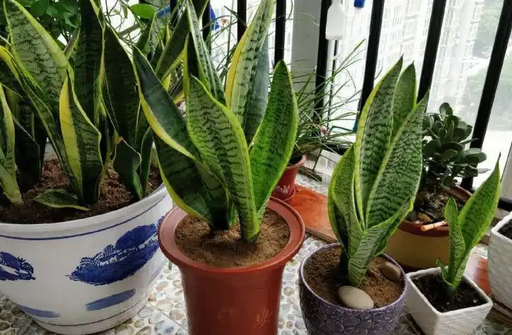 密恐慎入！家裡花盆長滿「噁心蟲」？別急著扔！教你一招土辦法，不用農藥也能滅光光，安全又省心