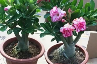 密恐慎入！家裡花盆長滿「噁心蟲」？別急著扔！教你一招土辦法，不用農藥也能滅光光，安全又省心