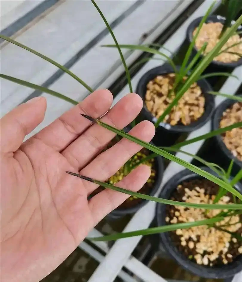蘭花嚴重焦尖別亂剪，做錯越養越差