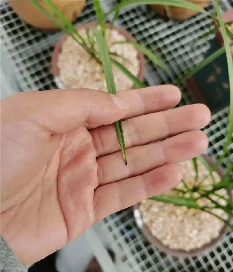 蘭花嚴重焦尖別亂剪，做錯越養越差