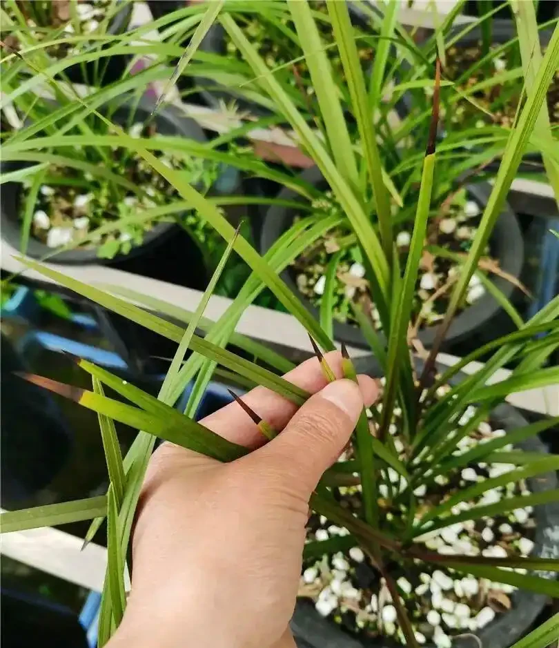 蘭花嚴重焦尖別亂剪，做錯越養越差