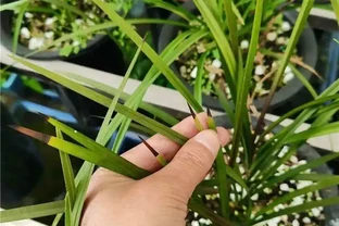 蘭花嚴重焦尖別亂剪，做錯越養越差