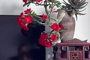 廣東一大爺把沙漠玫瑰養成「懸崖花樁」，網友：像件藝術品！