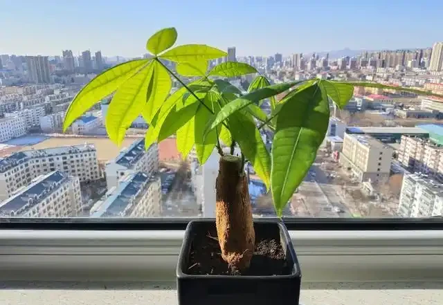發財樹澆水的正確方法