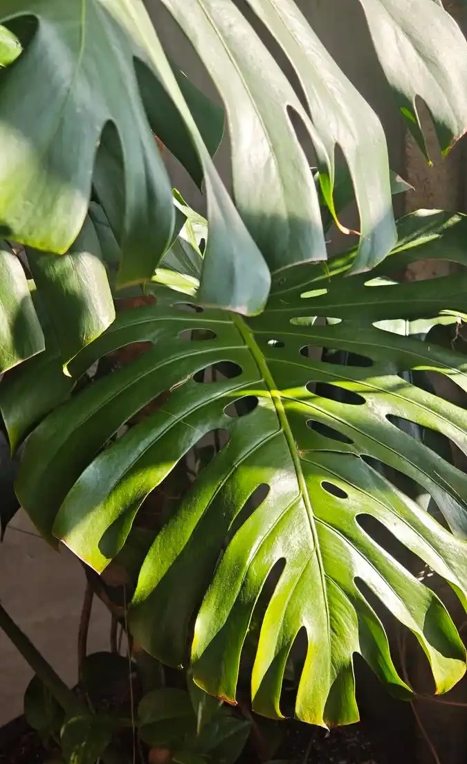 龜背芋葉片沒精神?簡單4步,快速恢復翠綠挺拔
