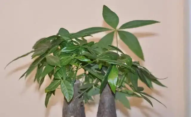 發財樹澆水的正確方法