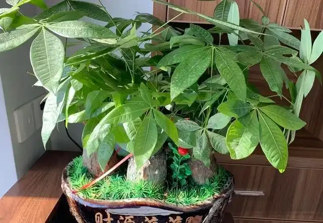 發財樹澆水的正確方法