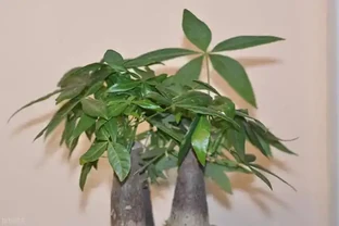 發財樹澆水的正確方法