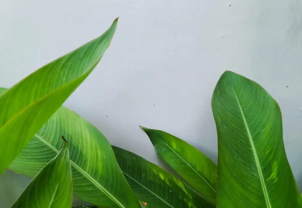 金鑽總腐根?3步養出油亮大葉片