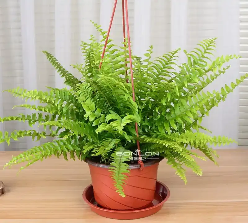 家裡有「吞金獸」也能養花!這幾款「閉眼入」的無毒盆栽,好看還能當玩具,寶媽必囤