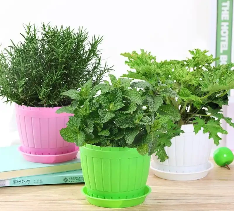 家裡有「吞金獸」也能養花!這幾款「閉眼入」的無毒盆栽,好看還能當玩具,寶媽必囤
