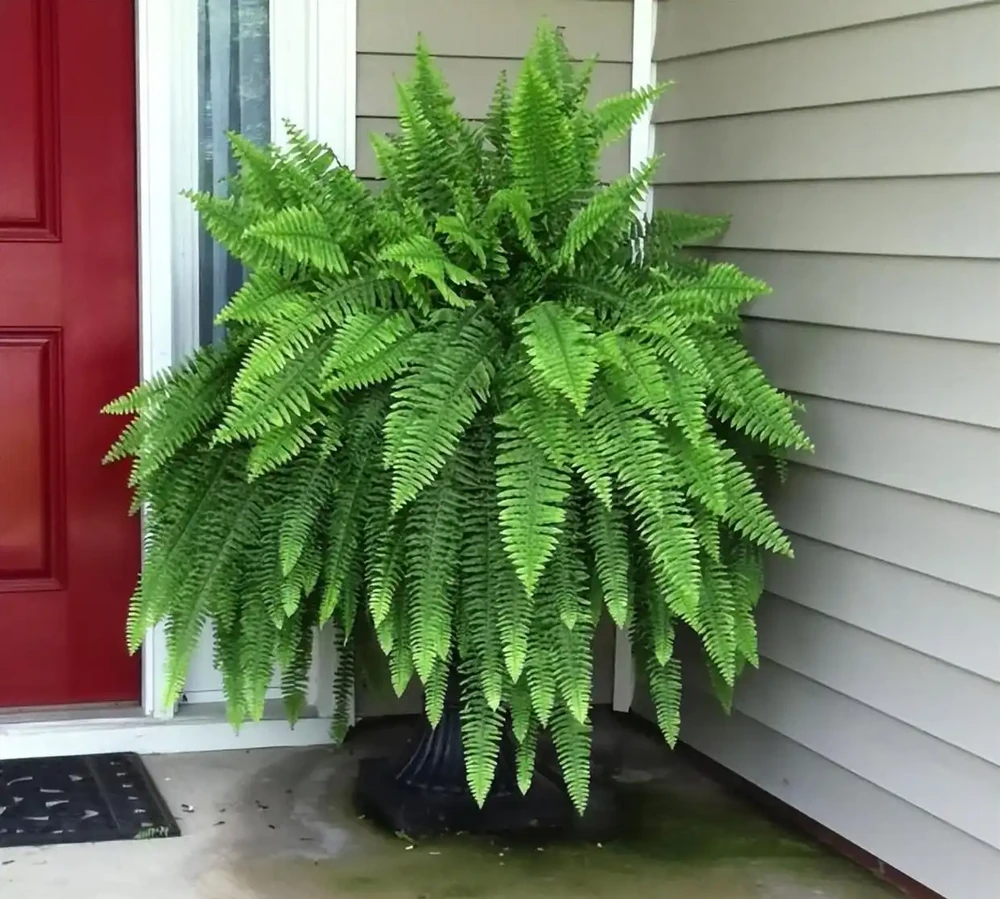 家裡有「吞金獸」也能養花!這幾款「閉眼入」的無毒盆栽,好看還能當玩具,寶媽必囤