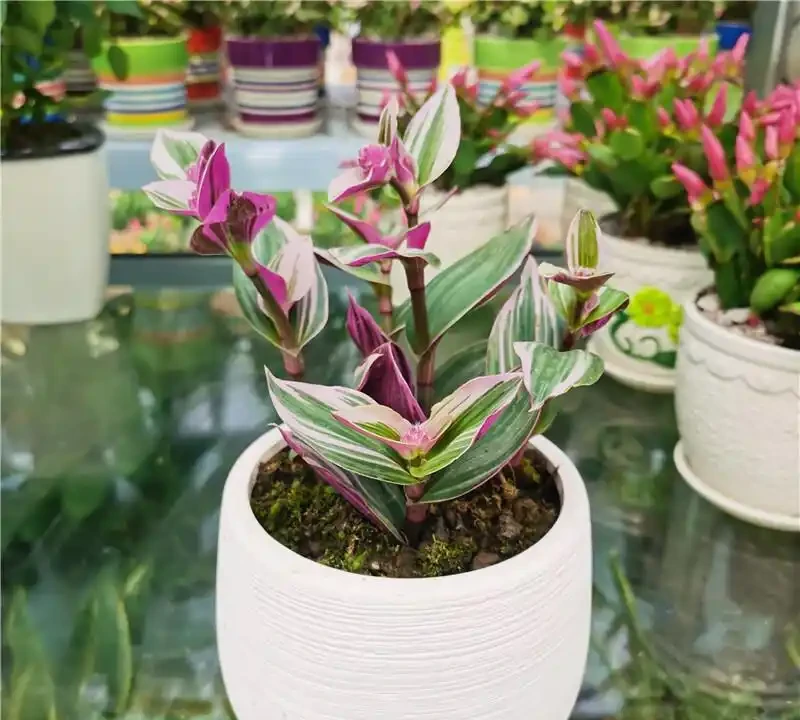 家裡有「吞金獸」也能養花!這幾款「閉眼入」的無毒盆栽,好看還能當玩具,寶媽必囤