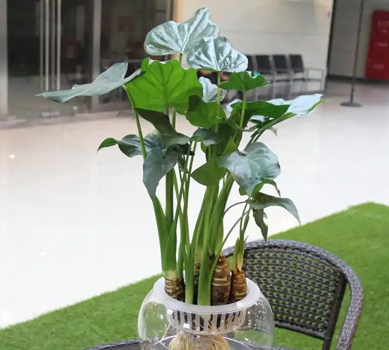 家裡有「吞金獸」也能養花!這幾款「閉眼入」的無毒盆栽,好看還能當玩具,寶媽必囤