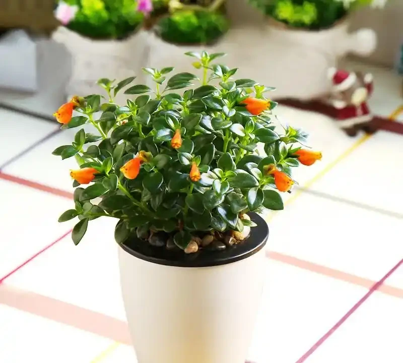 家裡有「吞金獸」也能養花!這幾款「閉眼入」的無毒盆栽,好看還能當玩具,寶媽必囤
