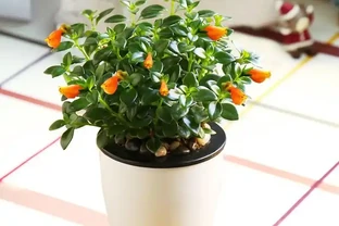 家裡有「吞金獸」也能養花！這幾款「閉眼入」的無毒盆栽，好看還能當玩具，寶媽必囤