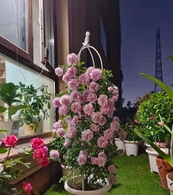 陽臺黨種玫瑰,光照,施肥不能少,滿足這2點,開花翻倍!
