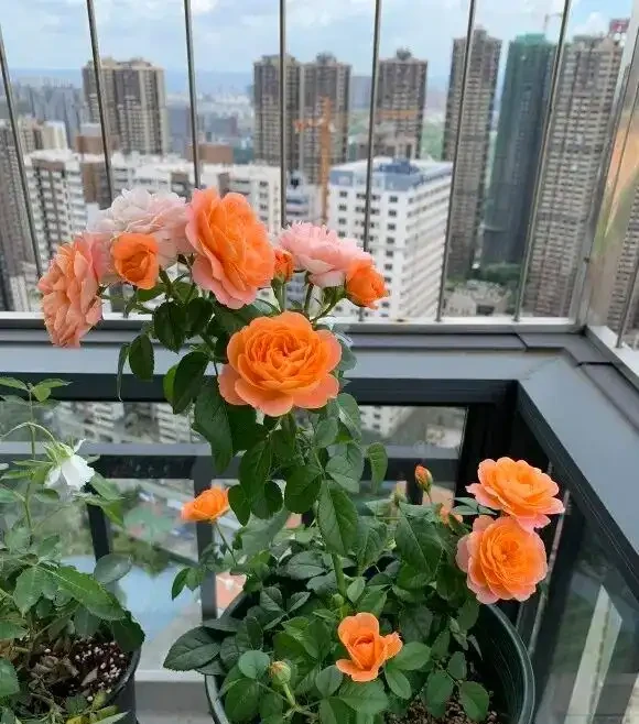 陽臺黨種玫瑰,光照,施肥不能少,滿足這2點,開花翻倍!