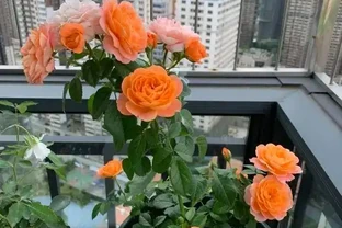 陽臺黨種玫瑰，光照，施肥不能少，滿足這2點，開花翻倍！