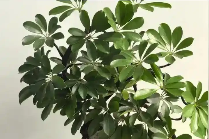 春天鴨腳木黃葉掉葉？簡單4步，快速恢復翠綠挺拔
