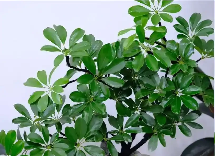 春天鴨腳木黃葉掉葉？簡單4步，快速恢復翠綠挺拔