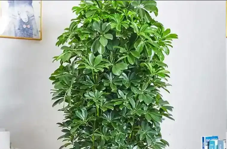 春天鴨腳木黃葉掉葉？簡單4步，快速恢復翠綠挺拔