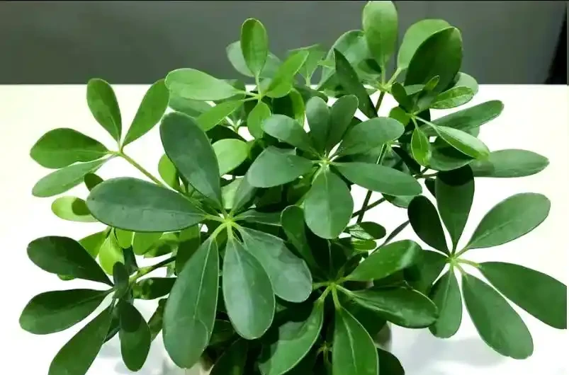 春天鴨腳木黃葉掉葉？簡單4步，快速恢復翠綠挺拔