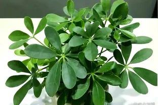 春天鴨腳木黃葉掉葉？簡單4步，快速恢復翠綠挺拔
