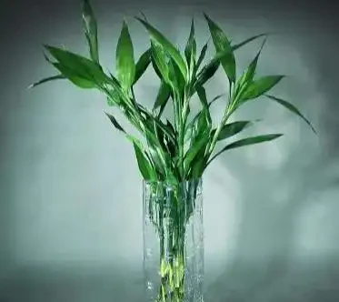 養了10年萬年竹的老花農告訴你:水裡放「這個」,葉子綠得發亮,比啥營養液都管用