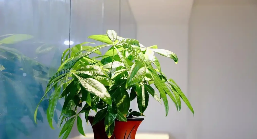 發財樹葉子捲成彈簧?別急!先對照這3個原因自查,不剪葉不換盆也能救活