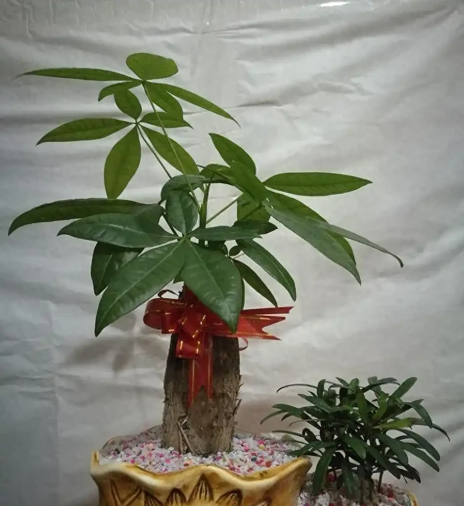 發財樹葉子捲成彈簧?別急!先對照這3個原因自查,不剪葉不換盆也能救活