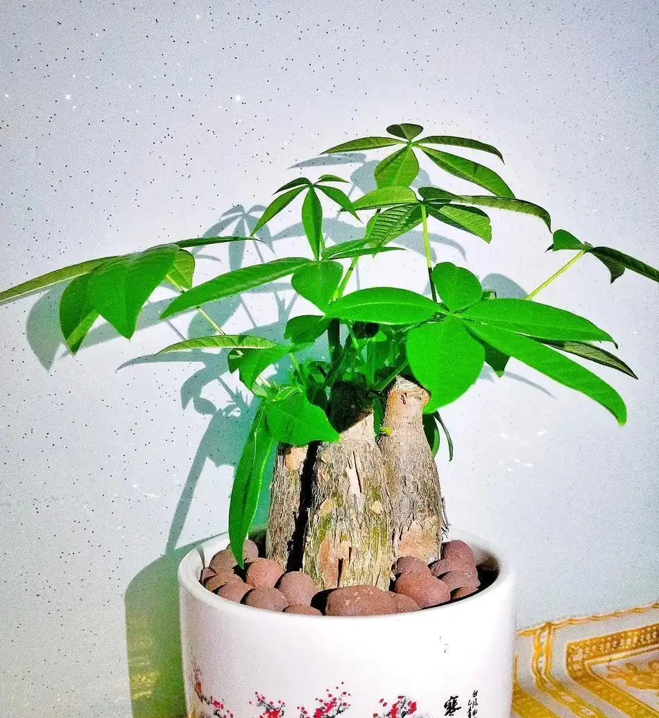 發財樹葉子捲成彈簧?別急!先對照這3個原因自查,不剪葉不換盆也能救活