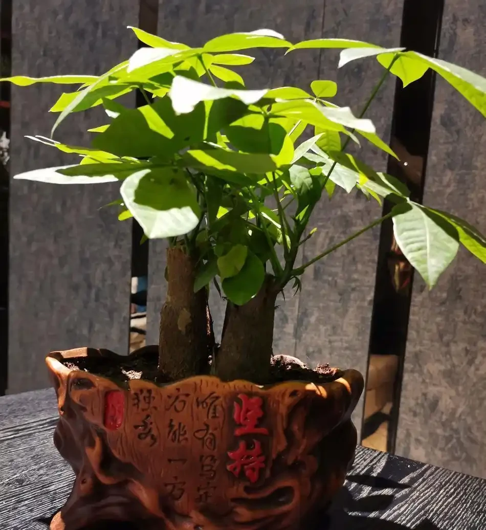 發財樹葉子捲成彈簧?別急!先對照這3個原因自查,不剪葉不換盆也能救活