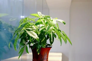發財樹葉子捲成彈簧？別急！先對照這3個原因自查，不剪葉不換盆也能救活