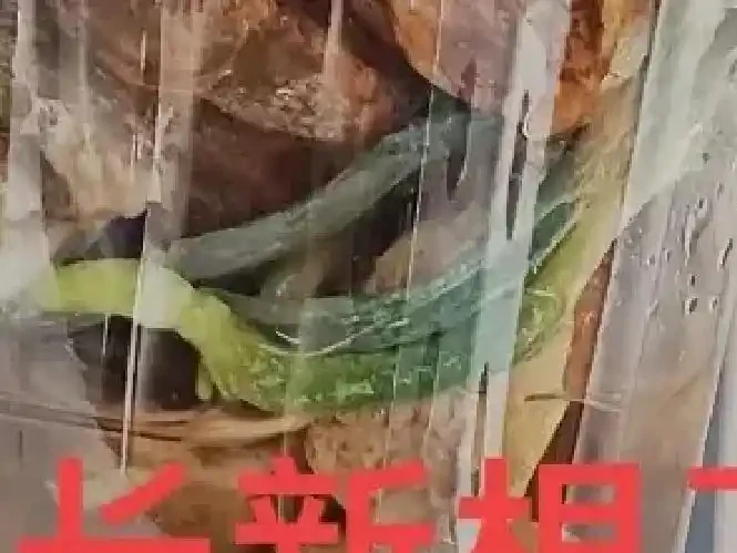 蝴蝶蘭腐根別急著扔！半水耕窮養法，半個月長滿水晶根，新手也能逆襲