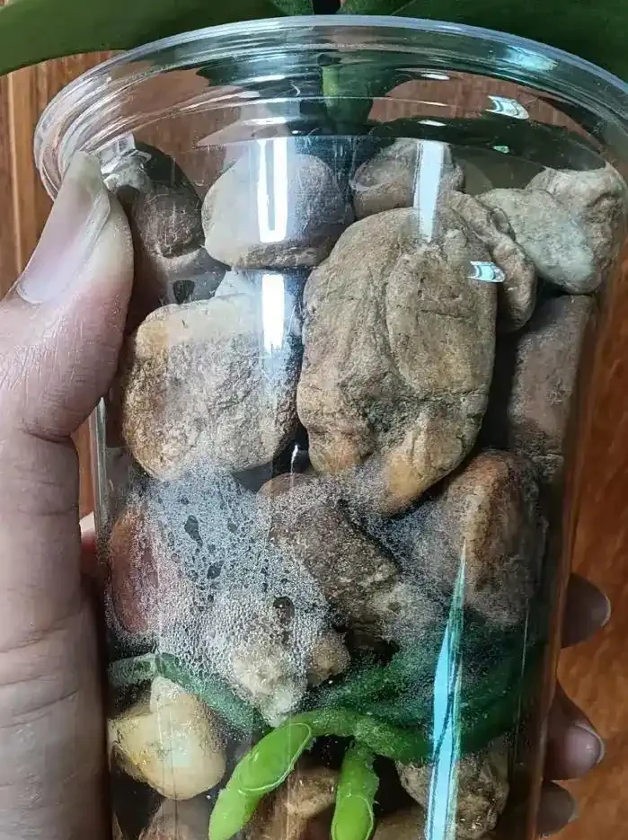 蝴蝶蘭腐根別急著扔！半水耕窮養法，半個月長滿水晶根，新手也能逆襲