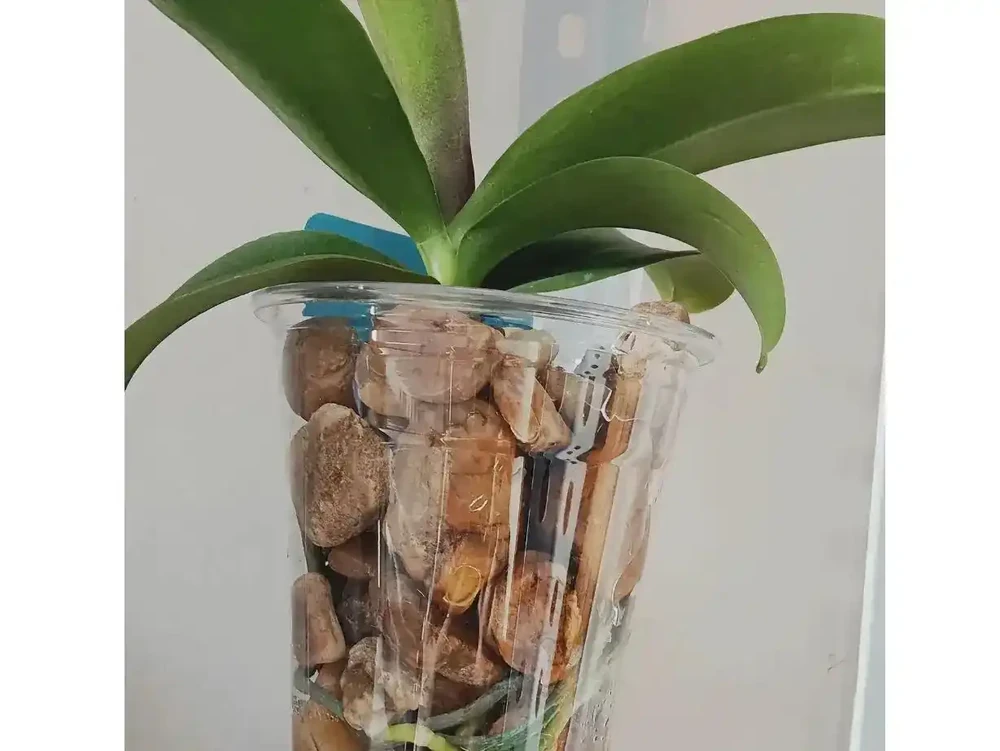 蝴蝶蘭腐根別急著扔！半水耕窮養法，半個月長滿水晶根，新手也能逆襲