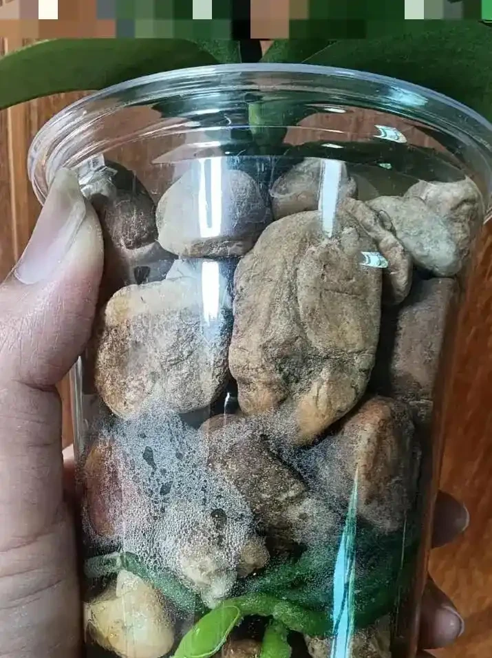 蝴蝶蘭腐根別急著扔！半水耕窮養法，半個月長滿水晶根，新手也能逆襲
