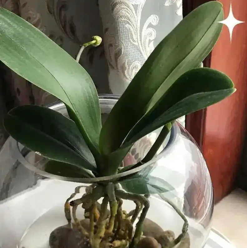 蝴蝶蘭腐根別急著扔！半水耕窮養法，半個月長滿水晶根，新手也能逆襲