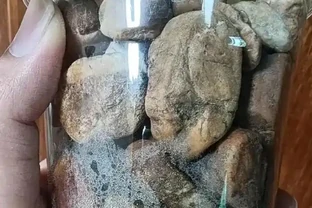 蝴蝶蘭腐根別急著扔！半水耕窮養法，半個月長滿水晶根，新手也能逆襲
