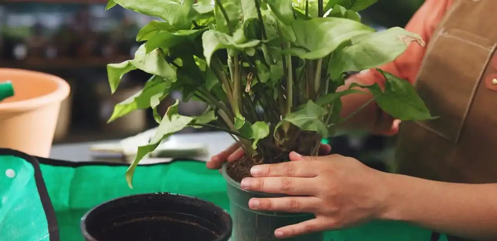 葉子發黃別急!3招讓發財樹油綠髮亮