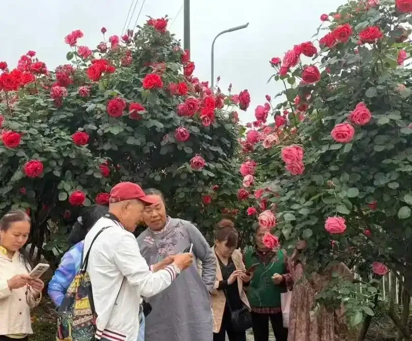 免費入園賞玫瑰!溫江十萬餘株古樁盛放,美景太驚豔