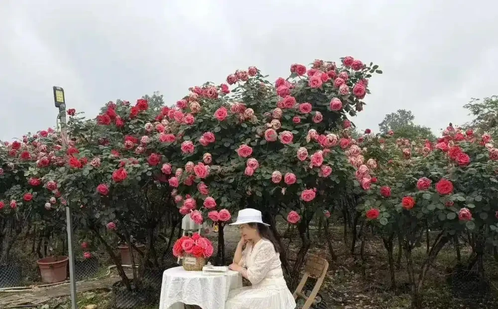 免費入園賞玫瑰！溫江十萬餘株古樁盛放，美景太驚豔