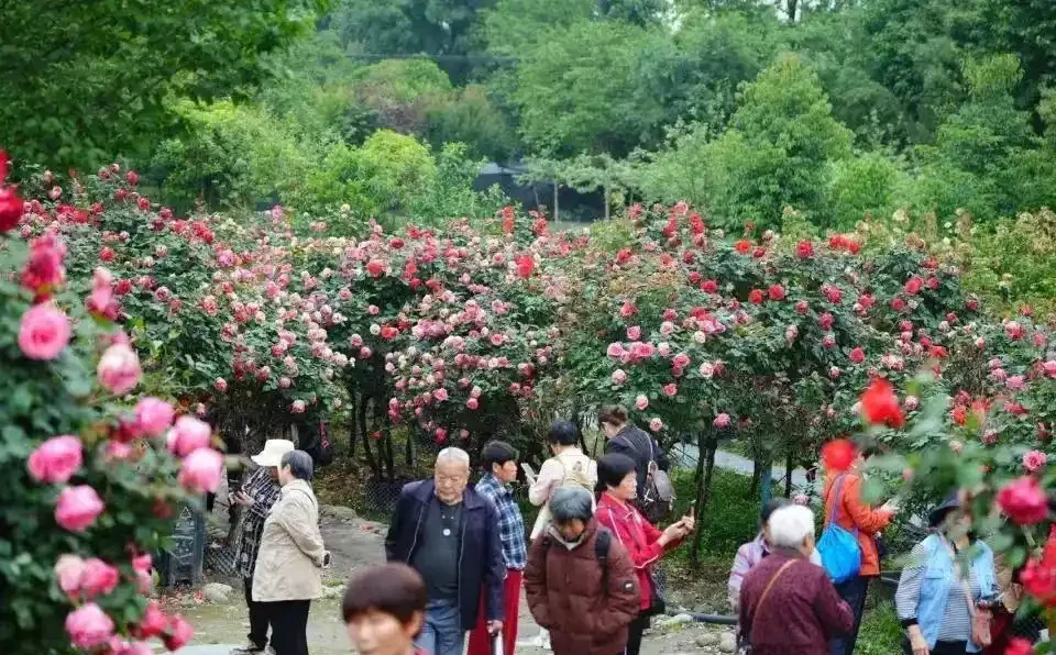 免費入園賞玫瑰!溫江十萬餘株古樁盛放,美景太驚豔