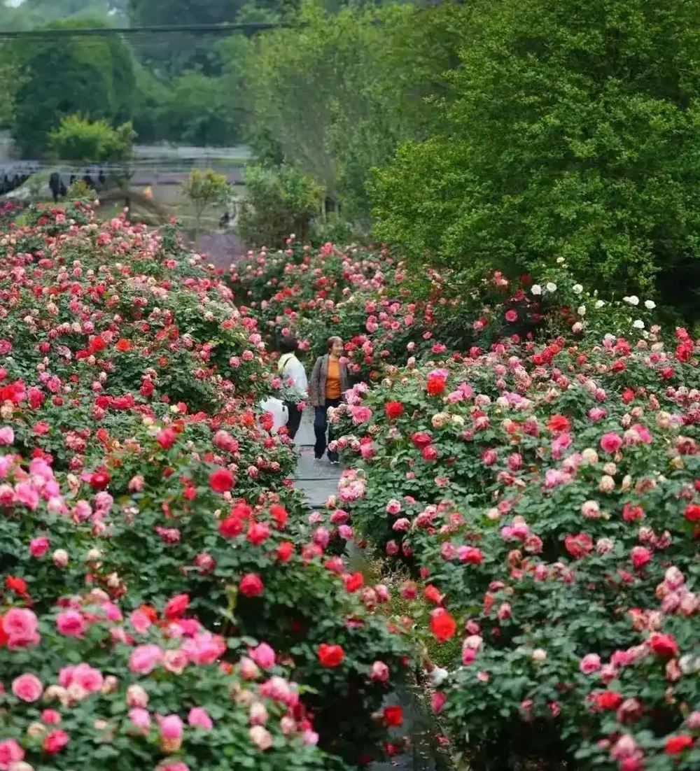 免費入園賞玫瑰!溫江十萬餘株古樁盛放,美景太驚豔
